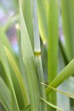 Alopecurus arundinaceus. Часть стебля. Кольский п-ов, Кандалакшский берег Белого моря, россыпь камней на границе с песчаным пляжем. 23.06.2015.