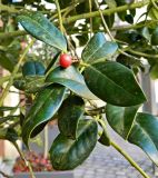 Ilex aquifolium. Верхушка веточки со зрелым плодом. Германия, Бавария, г. Мюнхен, уличное озеленение. Декабрь 2015 г.