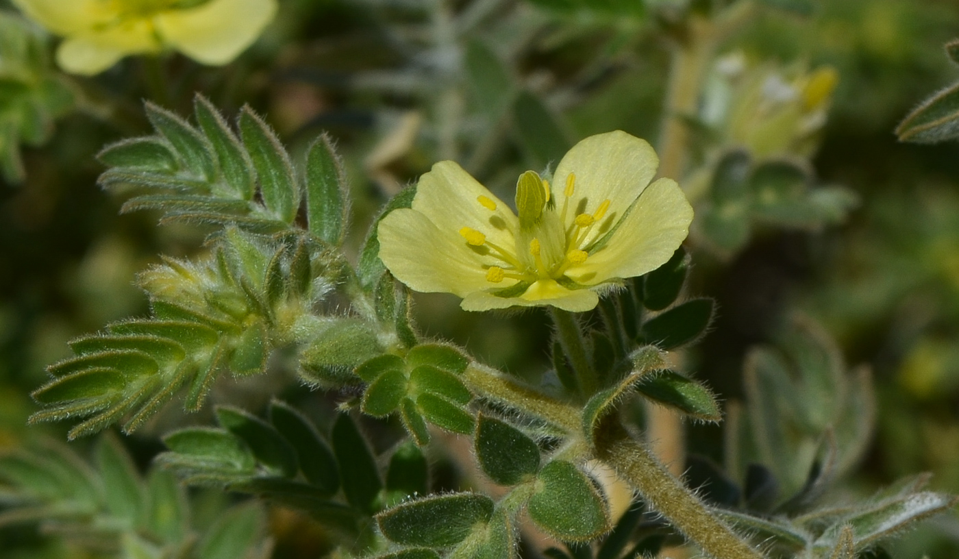 Изображение особи Tribulus macropterus.