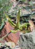 Image of specimen