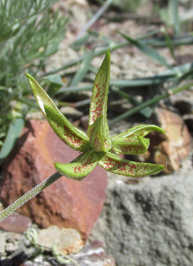 Изображение особи Astragalus oxyglottis.