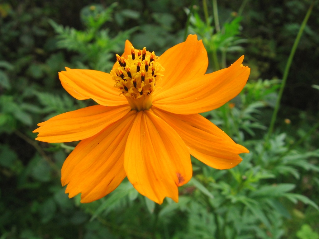 Image of Cosmos sulphureus specimen.