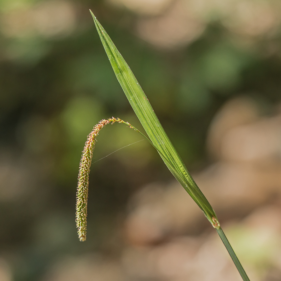 Изображение особи Carex pendula.