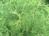 Artemisia abrotanum