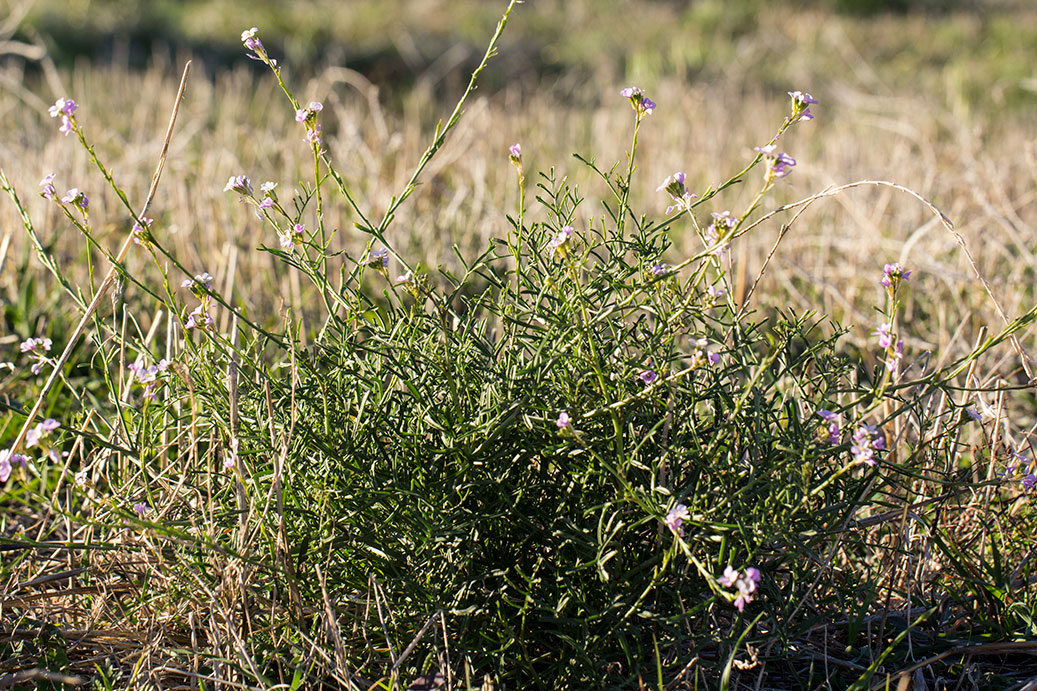 Image of Erucaria hispanica specimen.