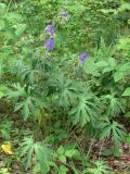 Geranium pratense. Цветущие растения. Челябинская обл., окр. г. Челябинск, Золотая горка, разнотравная поляна в берёзовом лесу. 30.06.2014.