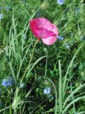 Papaver rhoeas