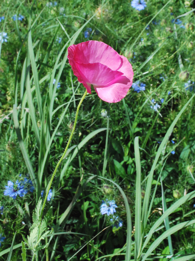 Изображение особи Papaver rhoeas.