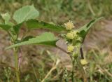 Xanthium orientale