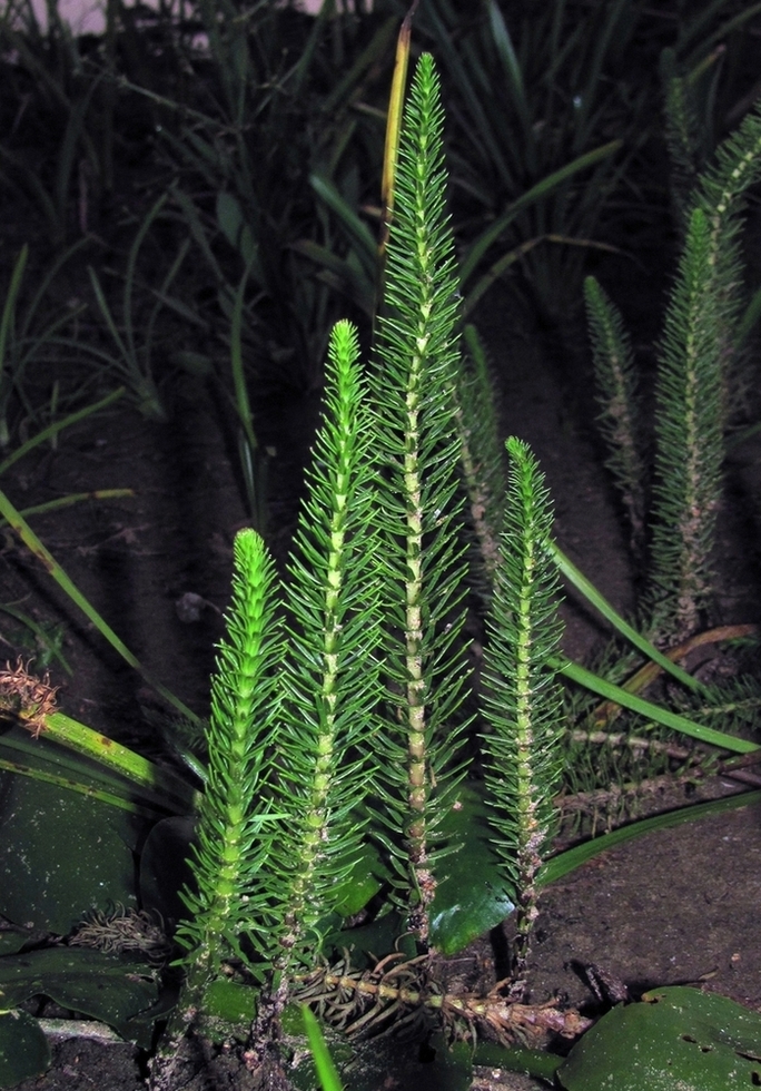 Image of Hippuris vulgaris specimen.