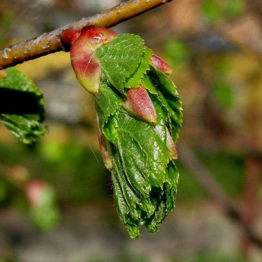 Image of Tilia cordata specimen.