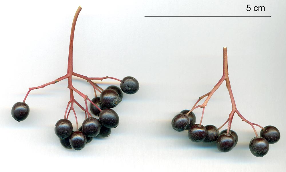 Image of Swida sanguinea specimen.