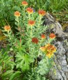 Rhodiola rosea