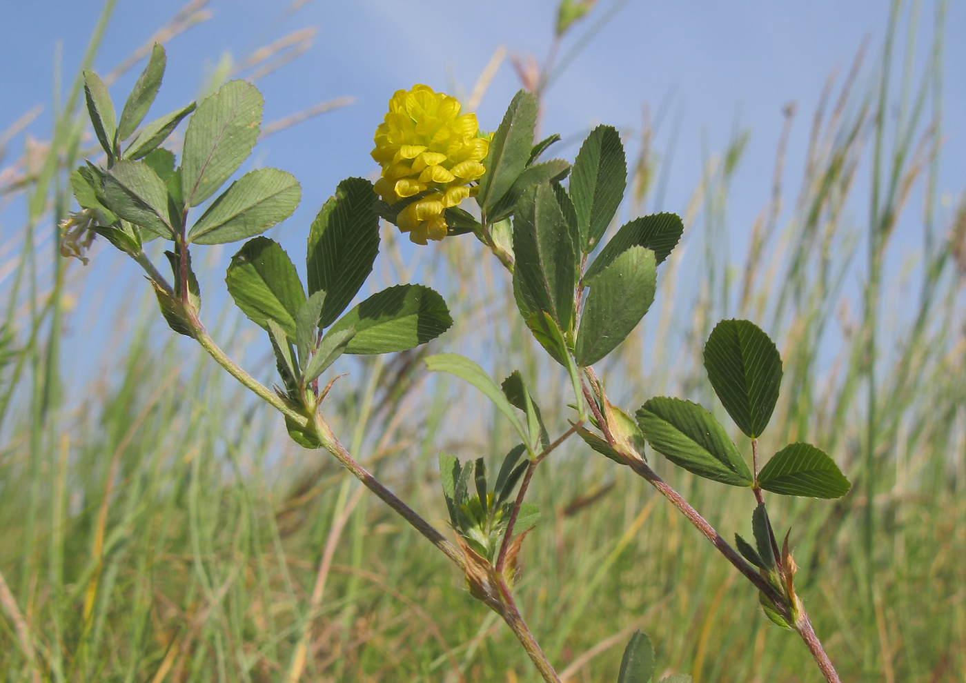 Image of Trifolium campestre specimen.