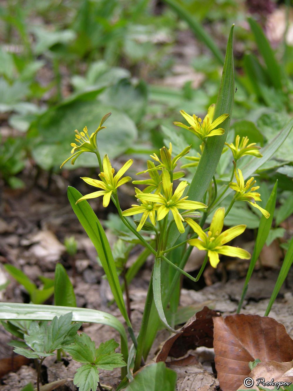 Image of Gagea lutea specimen.