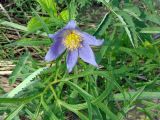 Pulsatilla angustifolia. Цветок и листья. Якутия (Саха), Алданский р-н, окр. пос. Тобук, пойма р. Алдан. 16.06.2012.