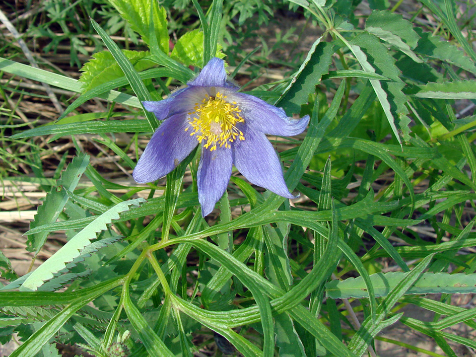 Изображение особи Pulsatilla angustifolia.