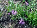 Dianthus superbus