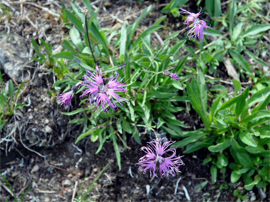 Изображение особи Dianthus superbus.