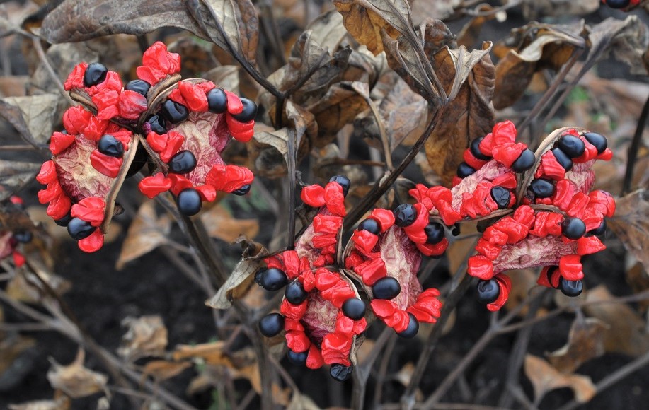 Image of Paeonia obovata specimen.