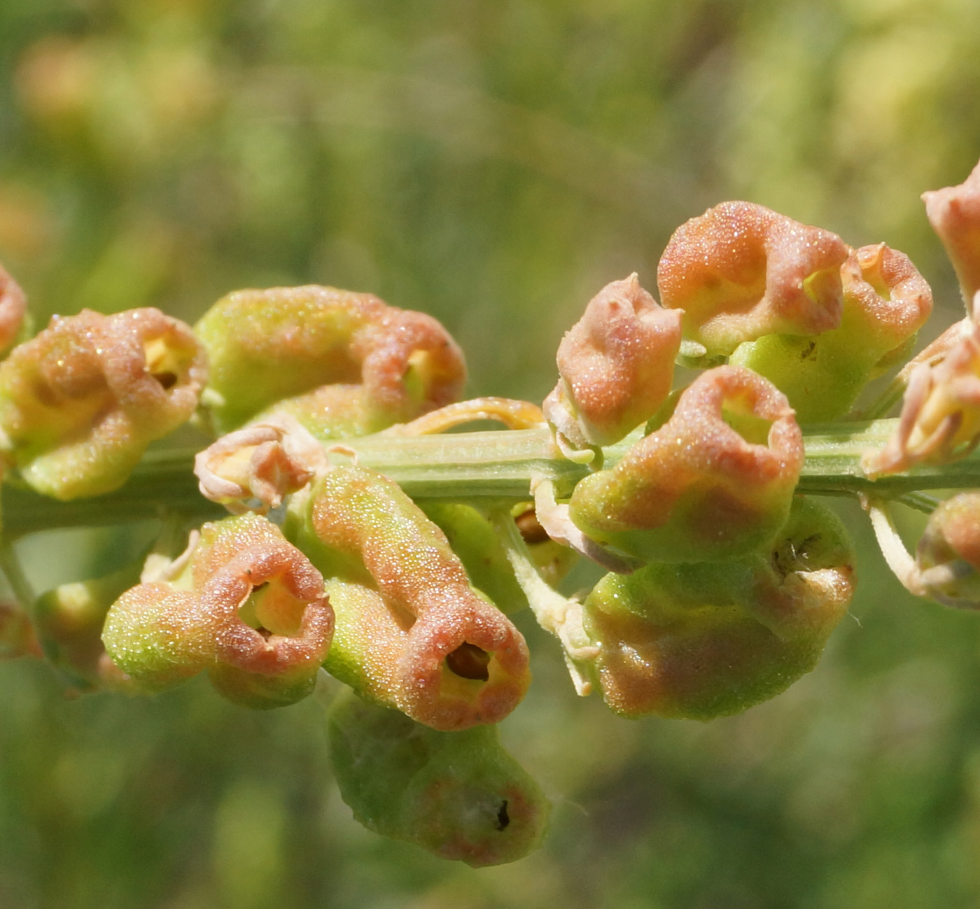 Изображение особи Reseda lutea.