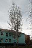 Populus alba