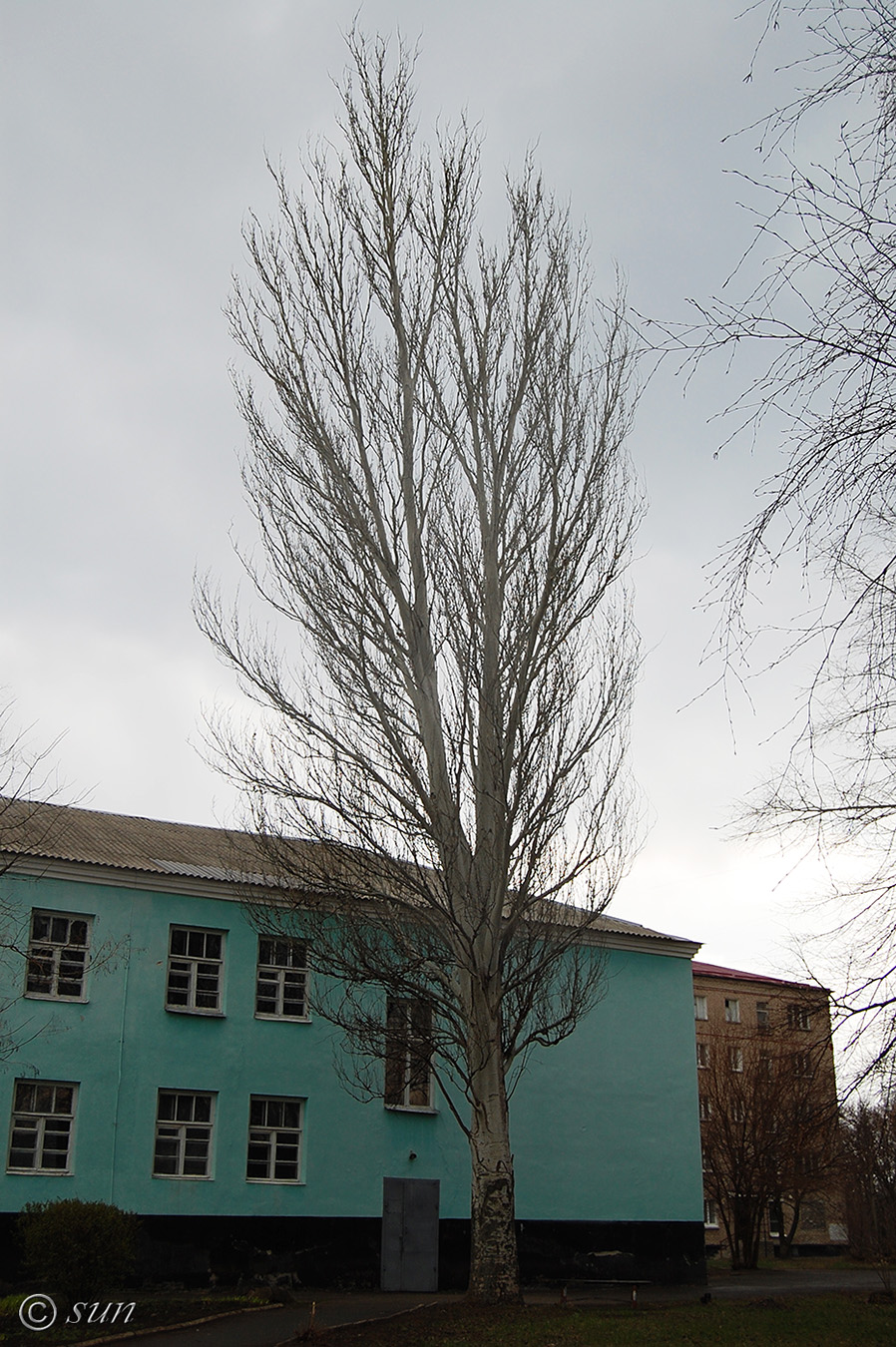 Image of Populus alba specimen.