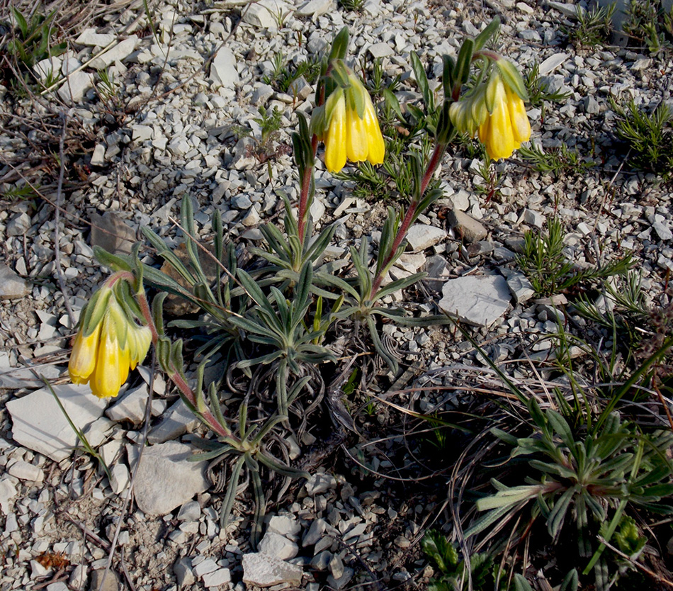 Image of Onosma taurica specimen.
