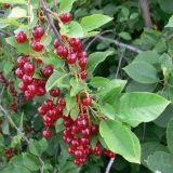 Padus virginiana. Плоды и листья. Свердловская обл., г. Екатеринбург, пос. Шабровский, дачный участок. 15.08.2015.