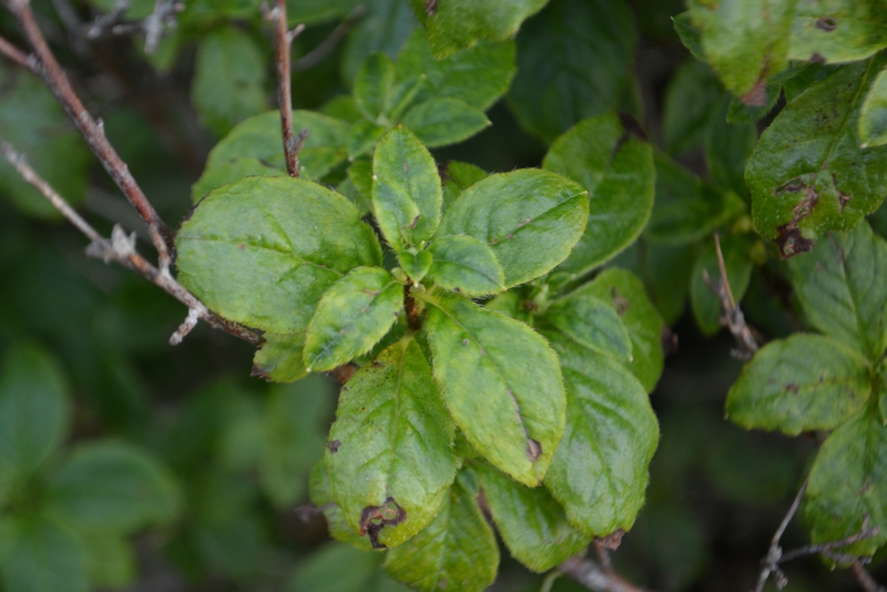 Image of Menziesia pentandra specimen.