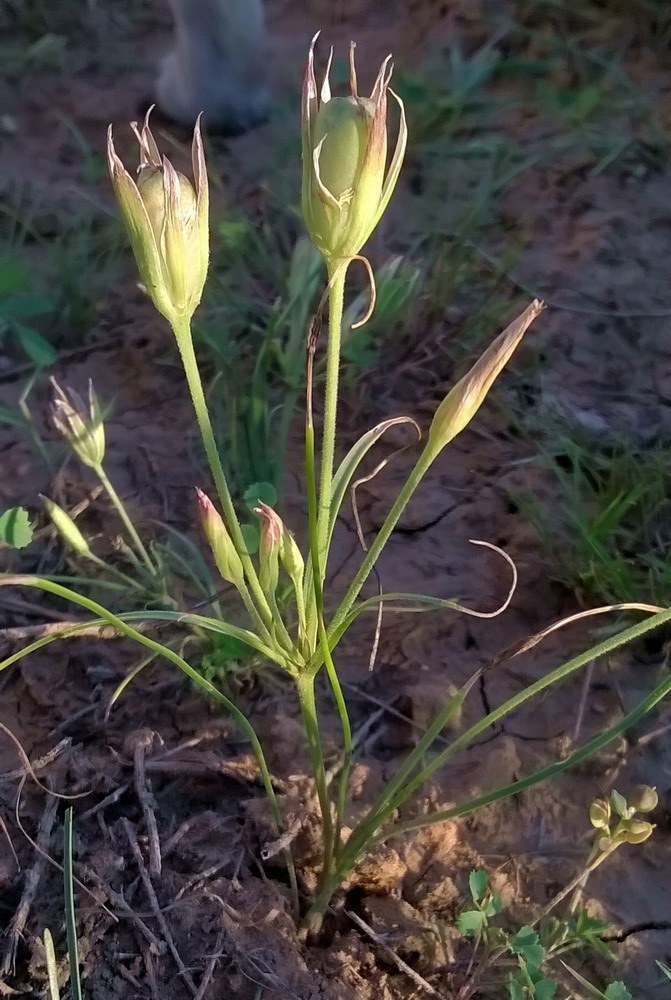 Изображение особи Gagea reticulata.