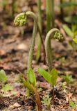 genus Pteridium