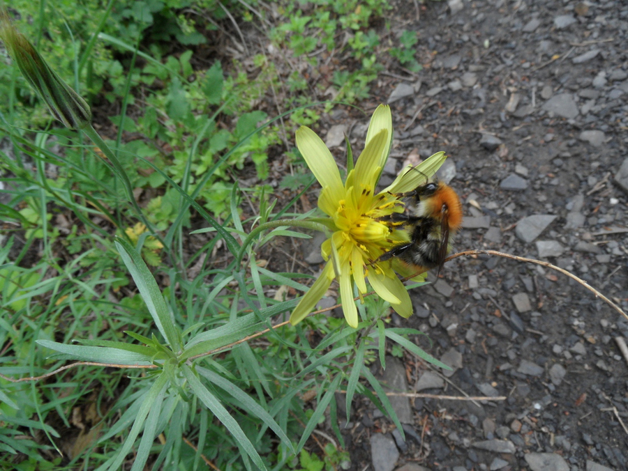 Изображение особи род Tragopogon.