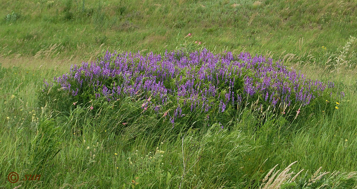 Изображение особи Vicia tenuifolia.