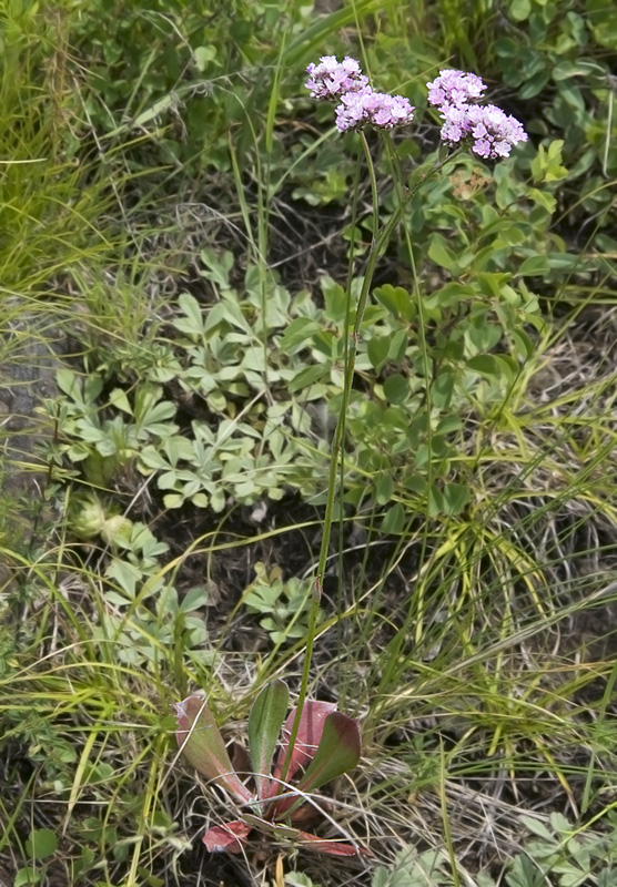 Изображение особи Goniolimon speciosum.