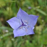 Campanula beauverdiana