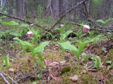 Cypripedium guttatum