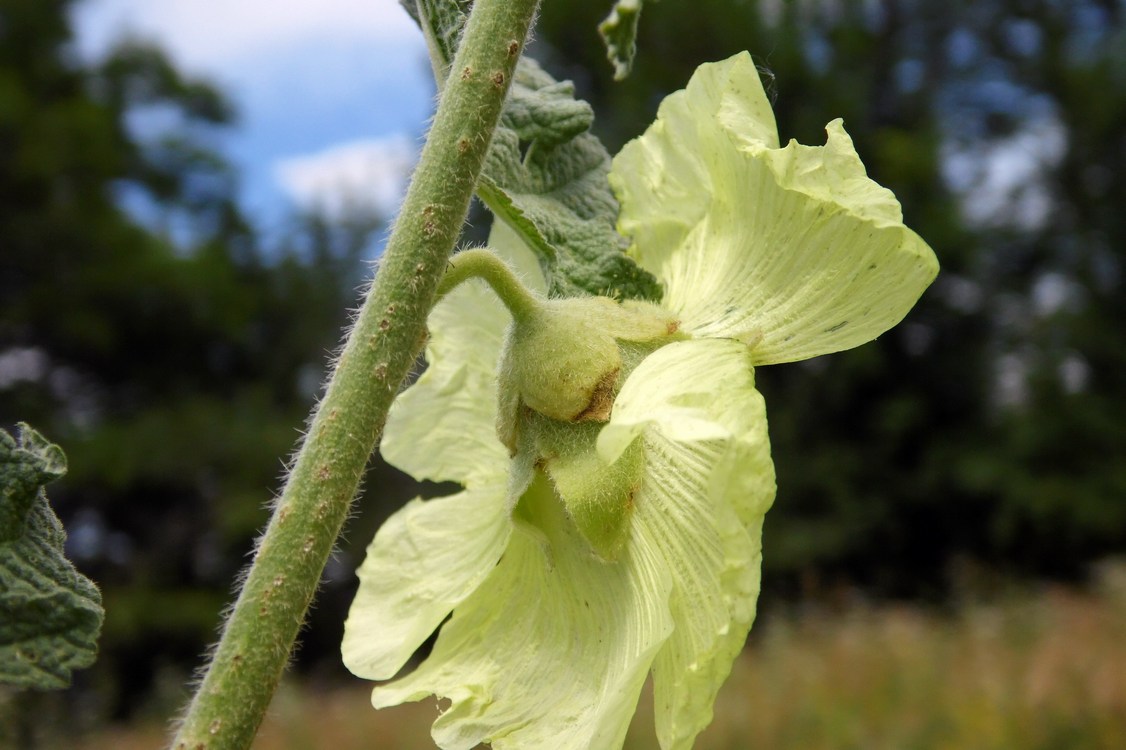 Image of Alcea rugosa specimen.