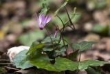 Cyclamen repandum подвид peloponnesiacum. Цветущее растение. Греция, Пелопоннес, Мессения, влажный лес возле ущелья Фарангаки Перистерия. 29.03.2015.