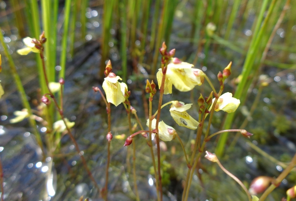 Image of Utricularia minor specimen.