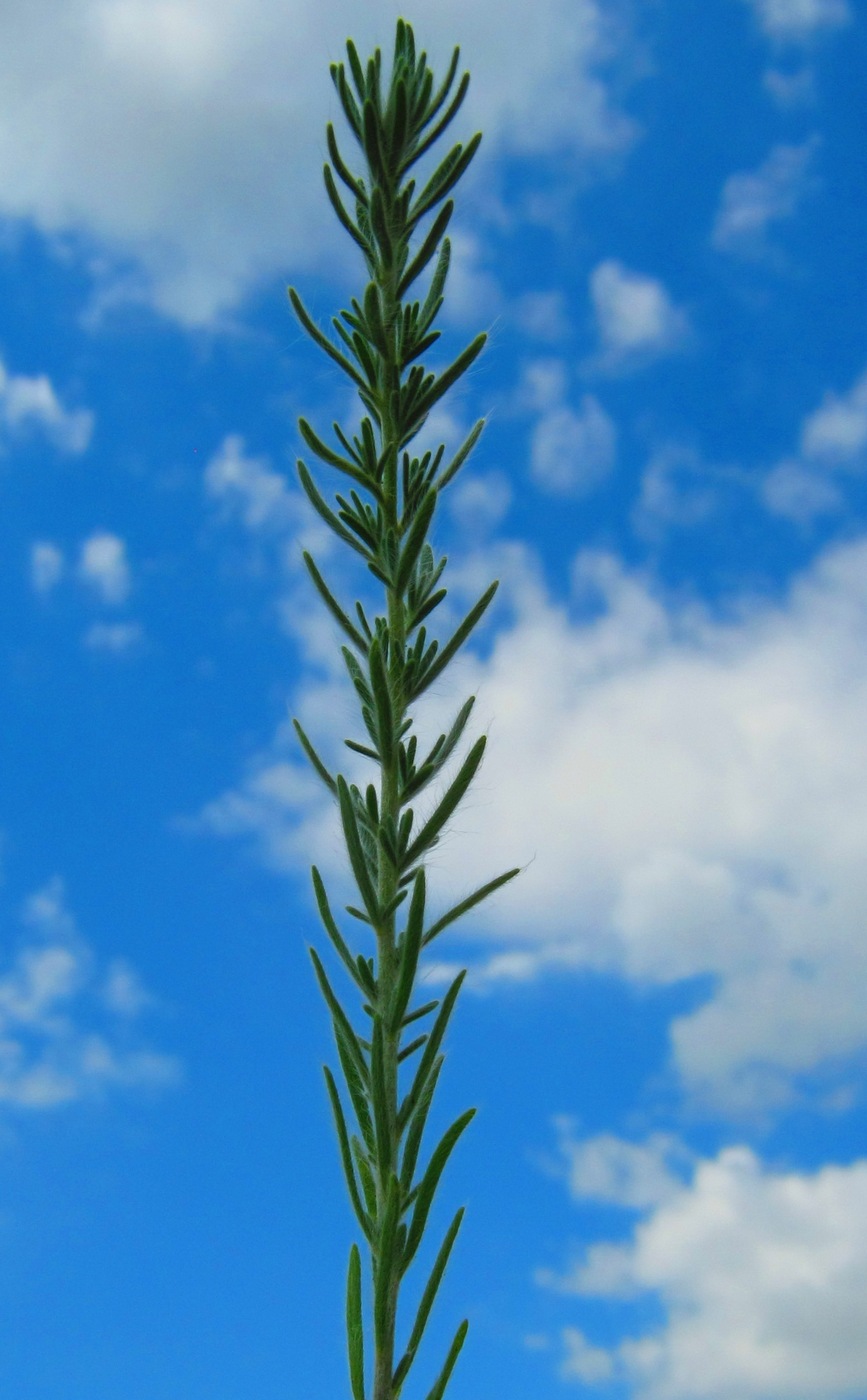 Image of Sedobassia sedoides specimen.