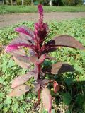 Amaranthus hypochondriacus