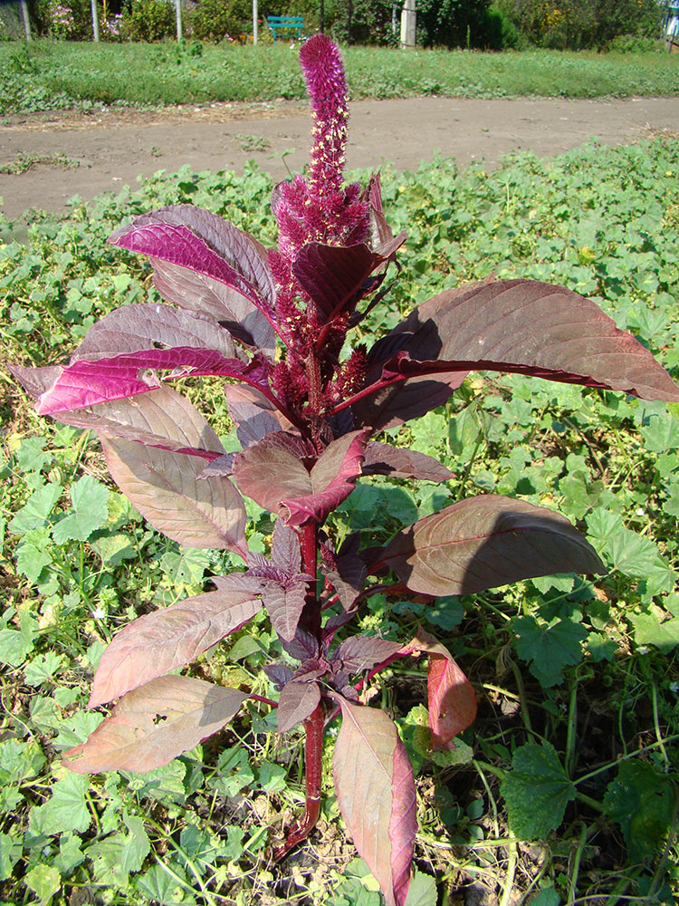 Изображение особи Amaranthus hypochondriacus.