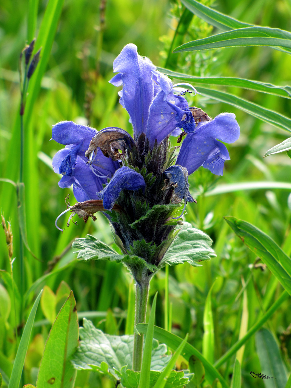 Image of Dracocephalum grandiflorum specimen.