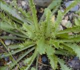 Primula pinnata