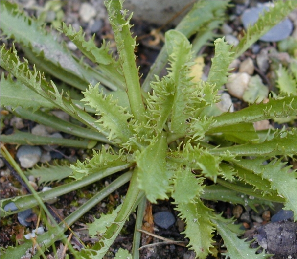 Изображение особи Primula pinnata.