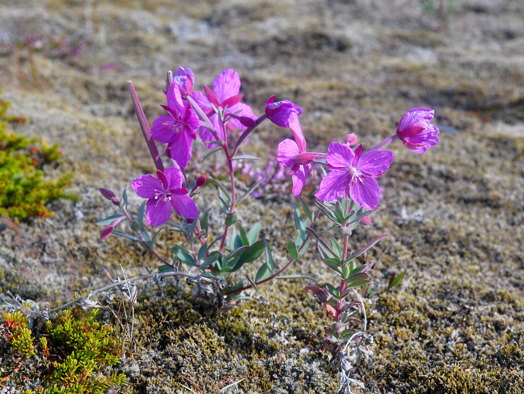 Image of Chamaenerion latifolium specimen.