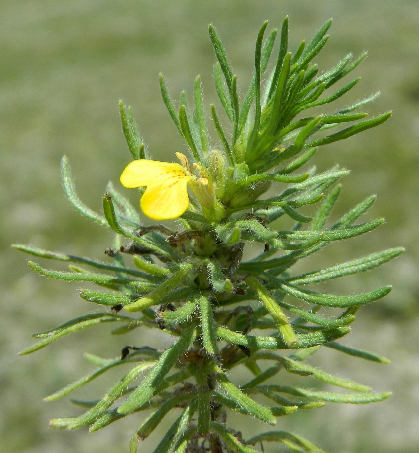 Изображение растения Ajuga chia.