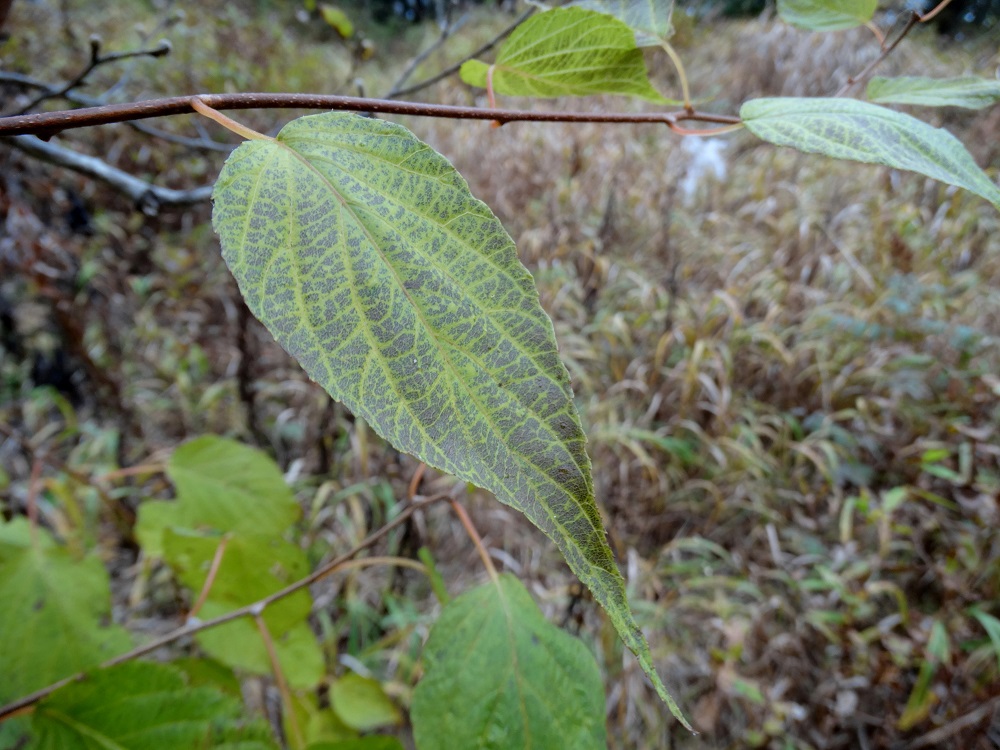 Image of Actinidia kolomikta specimen.