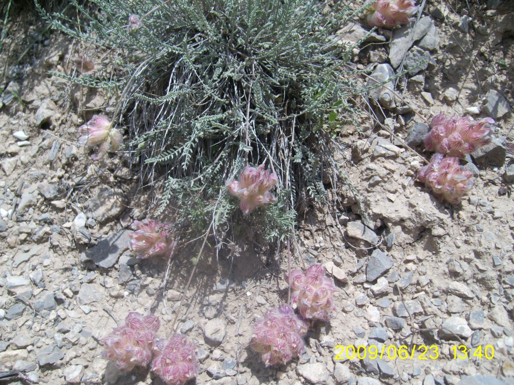 Изображение особи Astragalus szovitsii.